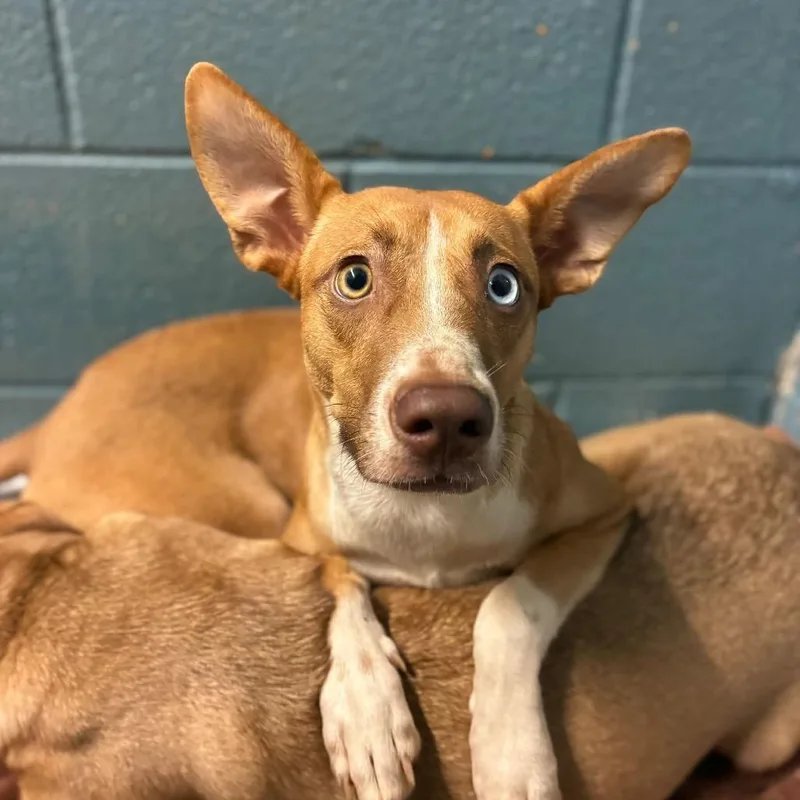 A young medium-sized female Yellow / Tan / Blond / Fawn Mixed Breed dog named Lisa for adoption in Alexandria, VA