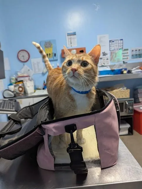 An adult large-sized male Domestic Short Hair cat named Buddy for adoption in Bakersfield, CA