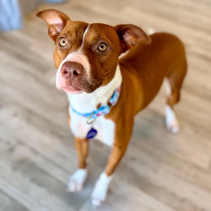 Lucille