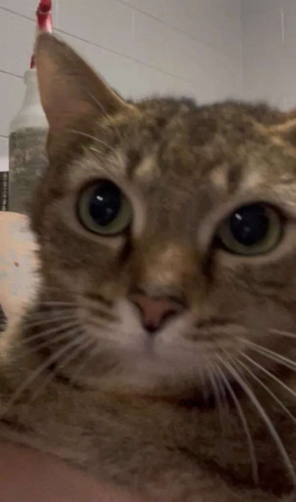 A young medium-sized female Domestic Short Hair cat named Robin for adoption in Henderson, NC