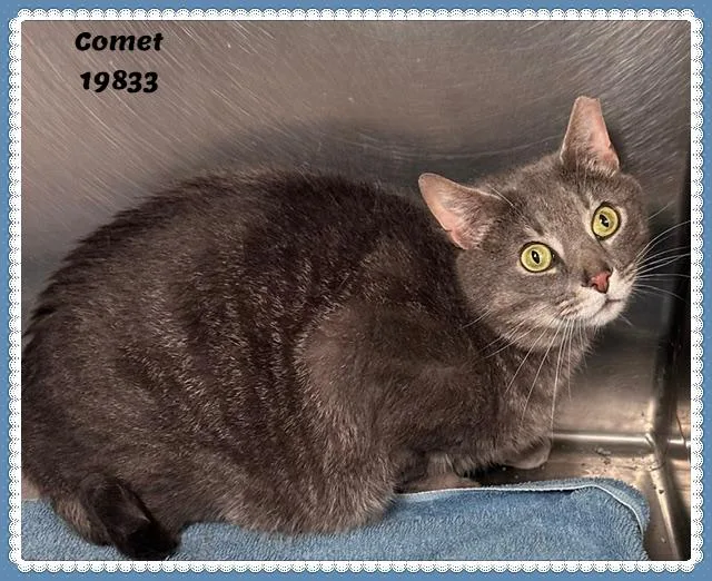 An adult medium-sized male Tabby (Gray / Blue / Silver) Domestic Short Hair cat named Comet See Also Dasher for adoption in Marietta, GA