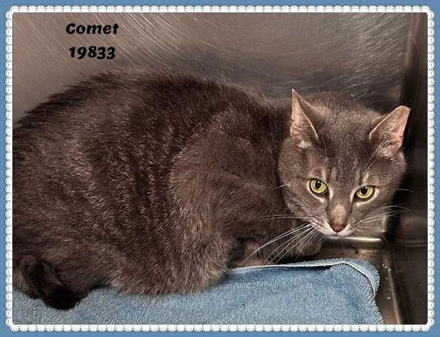 Comet See Also Dasher thumbnail 2