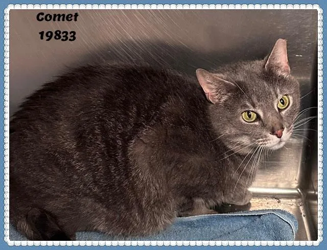 Comet See Also Dasher thumbnail 3