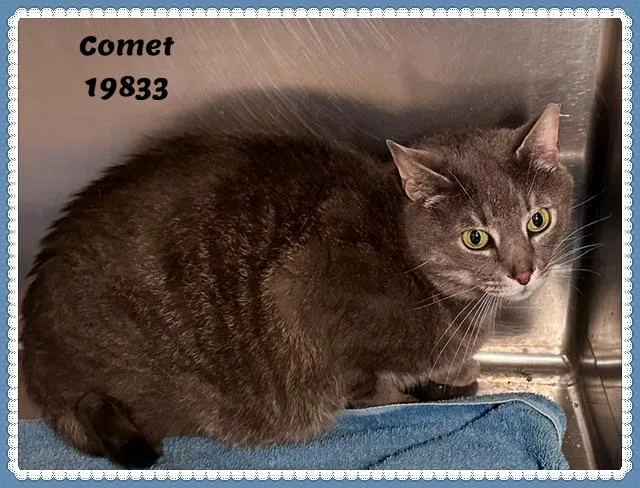 Comet See Also Dasher thumbnail 4