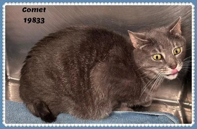 Comet See Also Dasher thumbnail 5