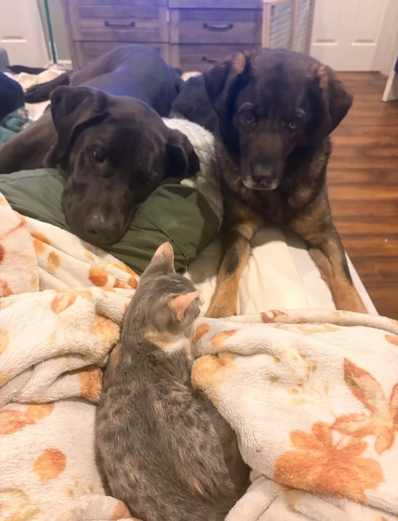 A baby medium-sized female Domestic Short Hair cat named Calypso for adoption in Reno, NV