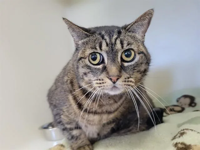 A senior medium-sized female Domestic Short Hair cat named Mia for adoption in McKinleyville, CA