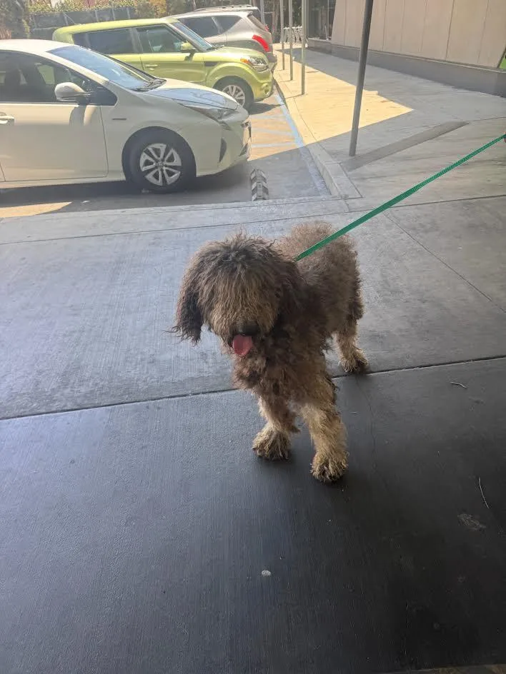 An adult large-sized male Poodle dog named Chocholate for adoption in Los Angeles, CA