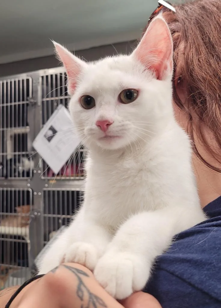 A baby small-sized female Domestic Short Hair cat named Pearl for adoption in Hopkinsville, KY
