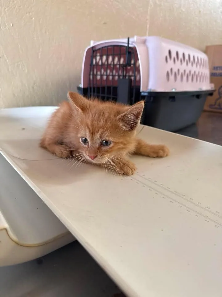 A baby small-sized male Domestic Medium Hair cat named Curry for adoption in Shelbyville, TN