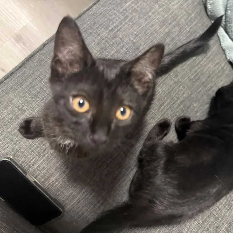 A baby medium-sized female Domestic Short Hair cat named Verano for adoption in Lincoln, CA