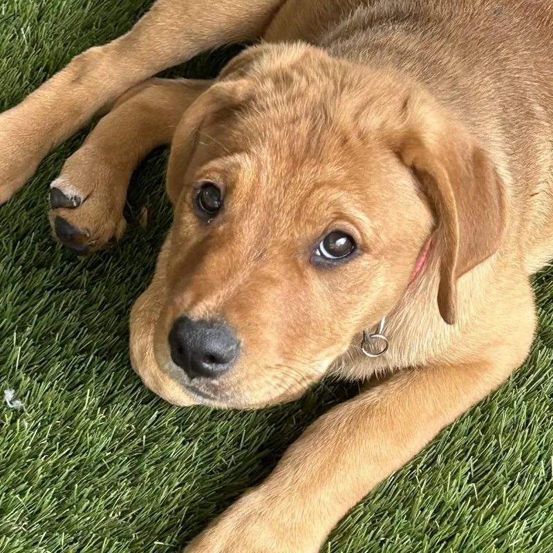 Caroline thumbnail 2