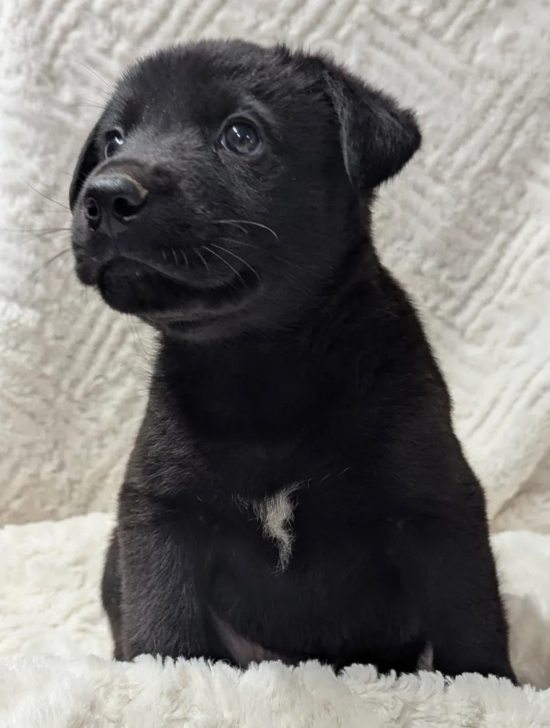A young medium-sized male Mixed Breed dog named Rhett for adoption in Yankton, SD