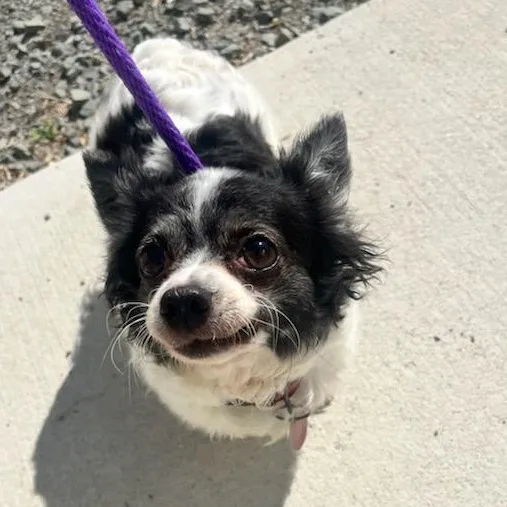 An adult small-sized female Black Chihuahua dog named Cozette for adoption in Manassas, VA