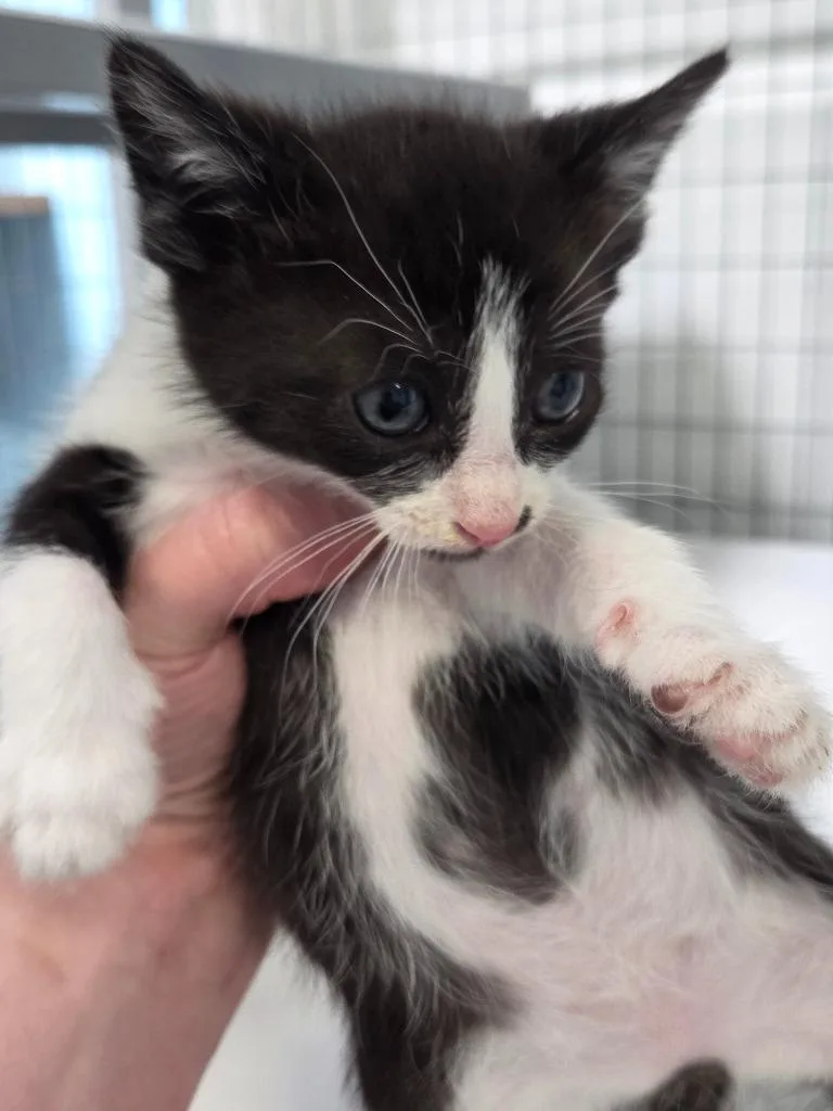A baby small-sized female Domestic Short Hair cat named Kai for adoption in Gold Beach, OR