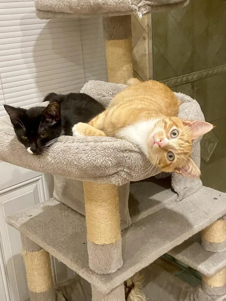 A young small-sized male Orange & White Domestic Short Hair cat named Frito for adoption in Patchogue, NY