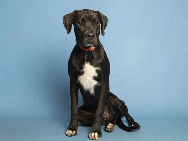 A young large-sized female Cane Corso dog named Jessa for adoption in Phoenix, AZ