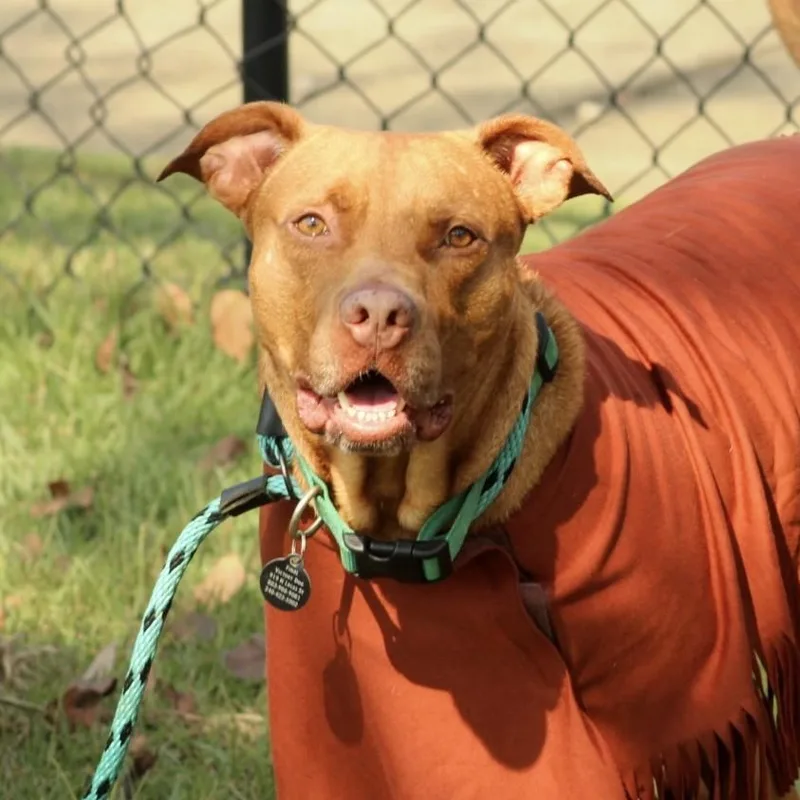 Clifford thumbnail 2