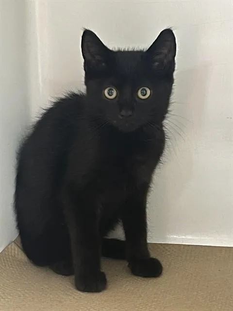 A baby medium-sized male Domestic Short Hair cat named Geranium for adoption in Boston, MA