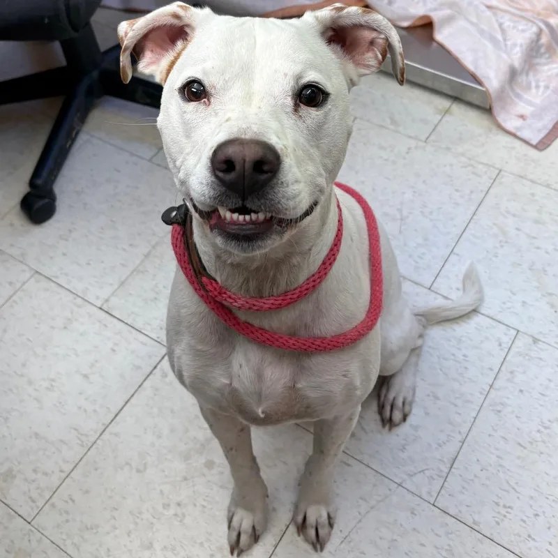 An adult medium-sized female White / Cream Mixed Breed dog named Carina for adoption in Columbiana, AL