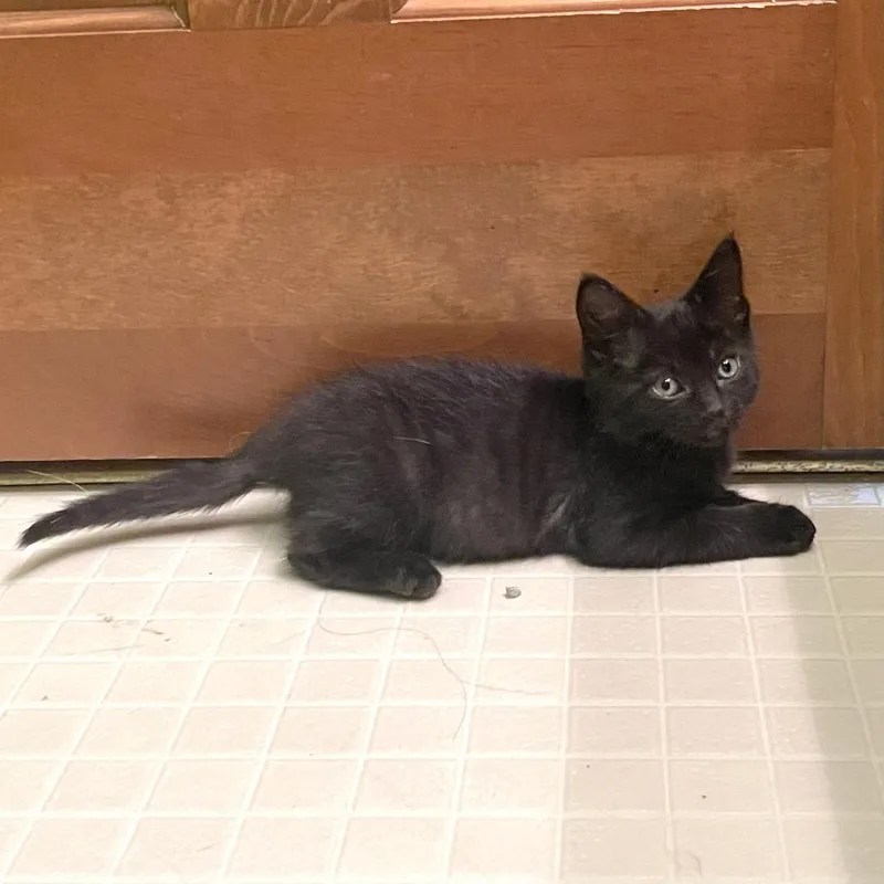 A baby small-sized male Black Domestic Short Hair cat named Maury for adoption in Springfield, IL
