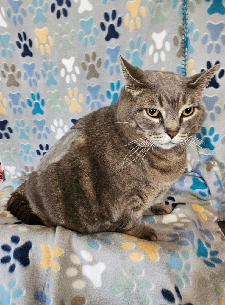 An adult extra large-sized female Domestic Short Hair cat named Precious for adoption in Wabash, IN