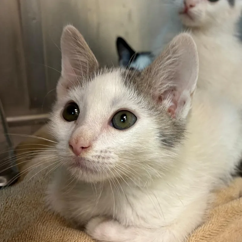 A baby small-sized male Domestic Short Hair cat named Jake for adoption in Mebane, NC