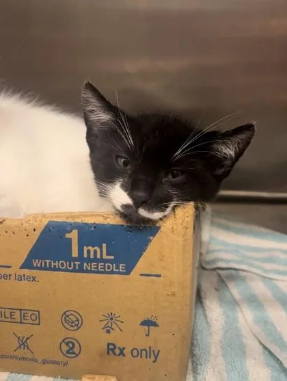 A baby small-sized male Domestic Short Hair cat named Larry for adoption in Honolulu, HI