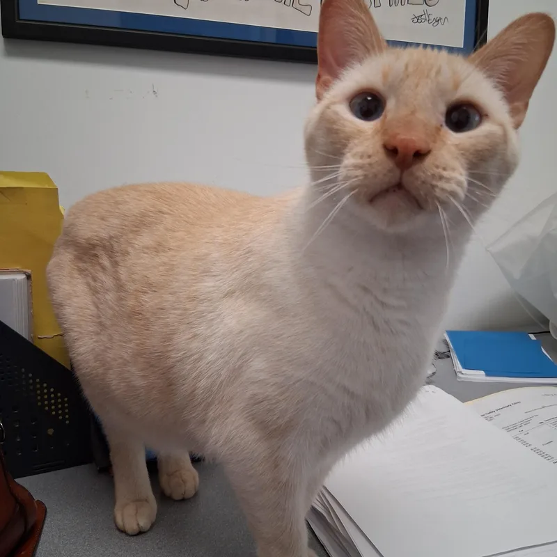 An adult medium-sized male Buff & White Domestic Short Hair cat named Darby for adoption in Northfield, MN