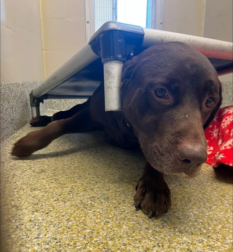 An adult large-sized male Brown / Chocolate Chocolate Labrador Retriever dog named Canelo for adoption in Manassas, VA