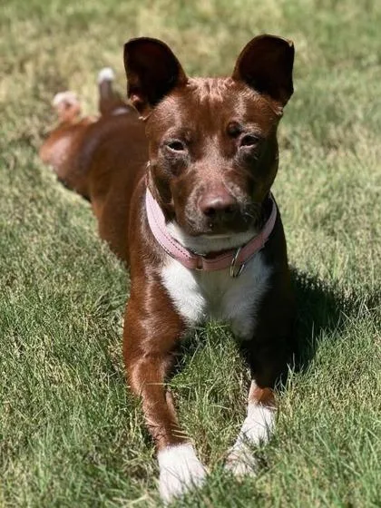 An adult medium-sized female Pit Bull Terrier dog named Chocolate for adoption in St. Anne, IL