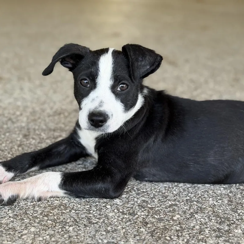 A baby small-sized male Black Pit Bull Terrier dog named Arlo for adoption in Wellington, FL