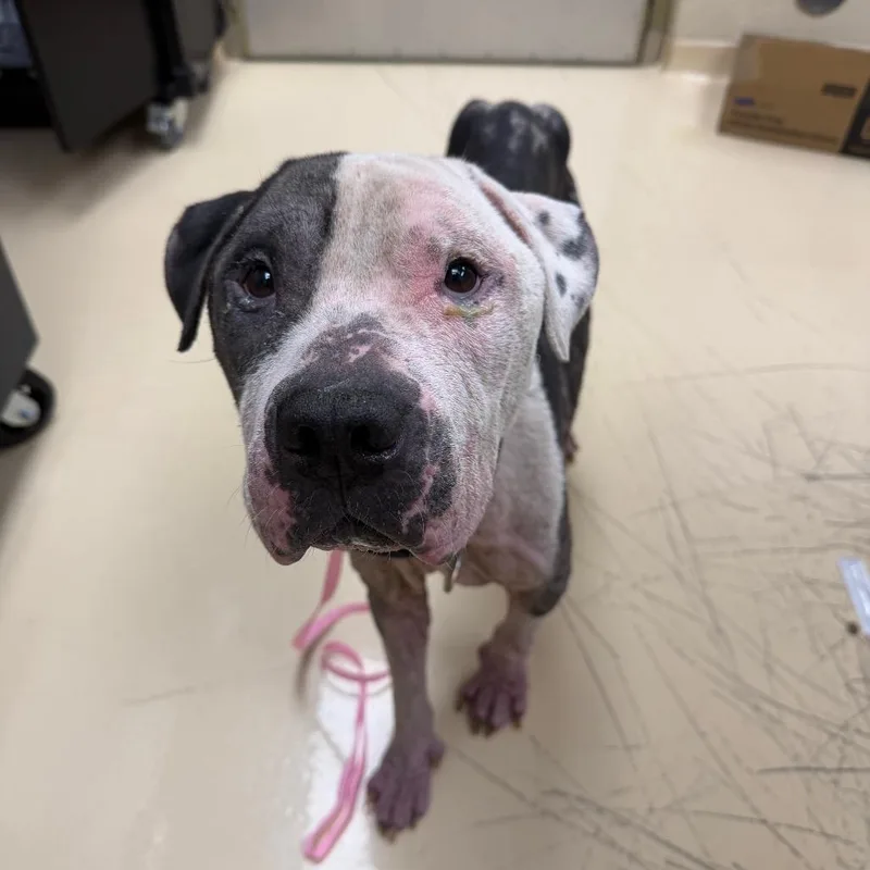 An adult medium-sized male White / Cream Mixed Breed dog named Panda for adoption in Winston-Salem, NC