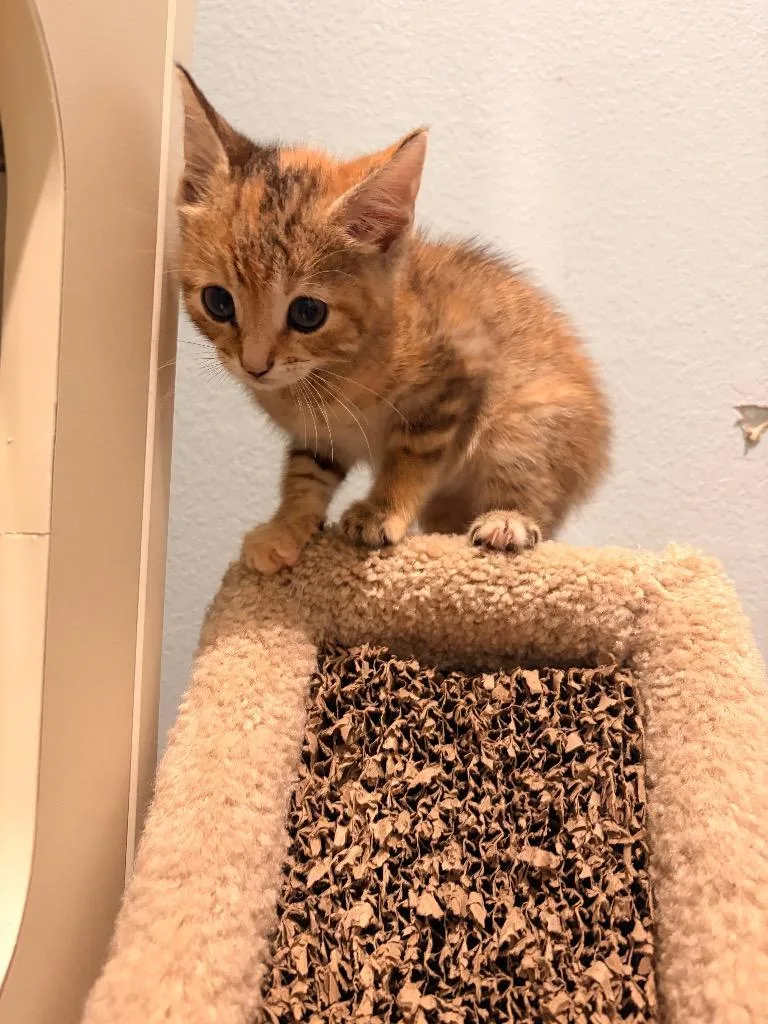 A baby medium-sized female Domestic Short Hair cat named J Honey for adoption in Ashland, WI