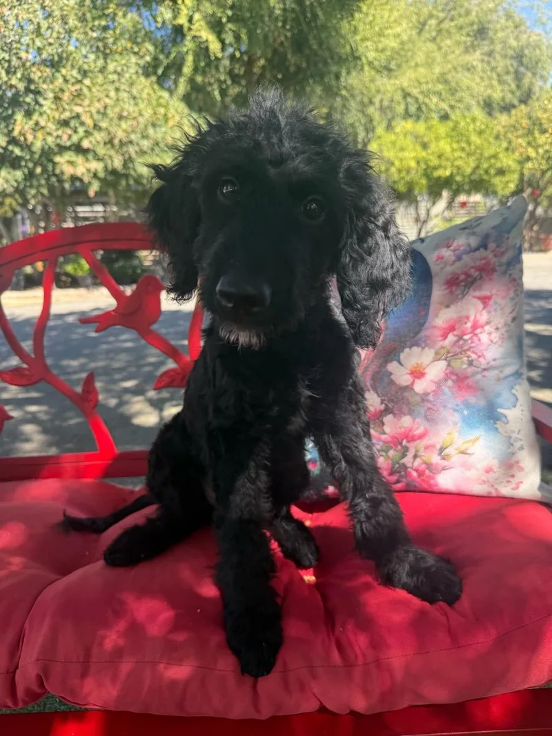 A young medium-sized male Black Goldendoodle dog named Dallas for adoption in Temecula, CA