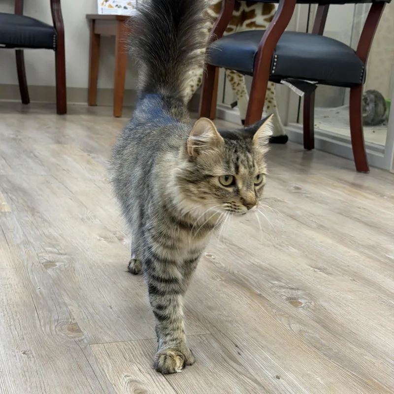 An adult medium-sized female Domestic Long Hair cat named Ellie for adoption in North Providence, RI