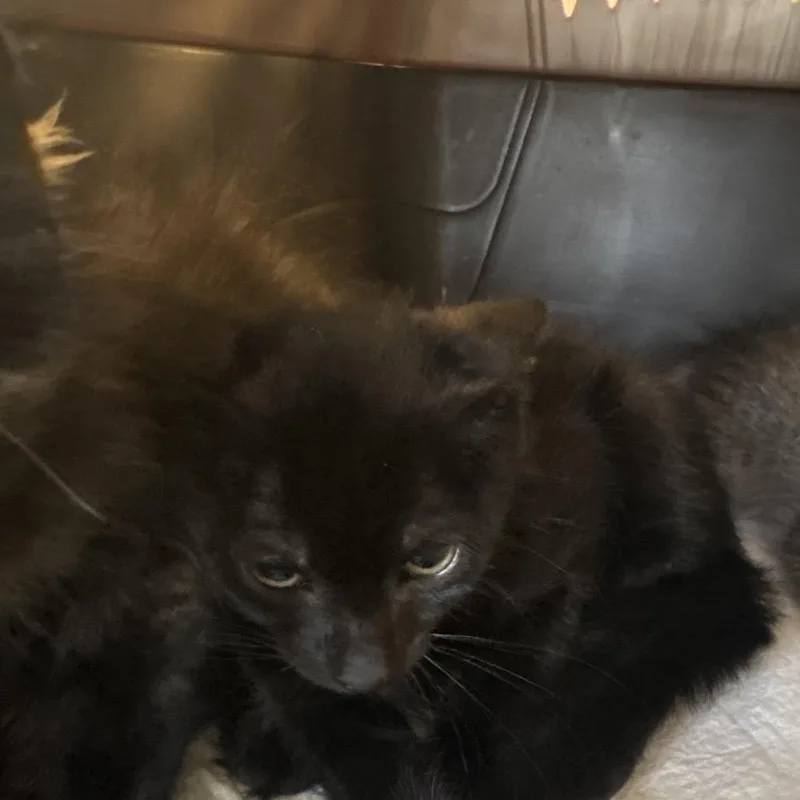 A baby small-sized male Black Domestic Short Hair cat named Nathan for adoption in West Palm Beach, FL