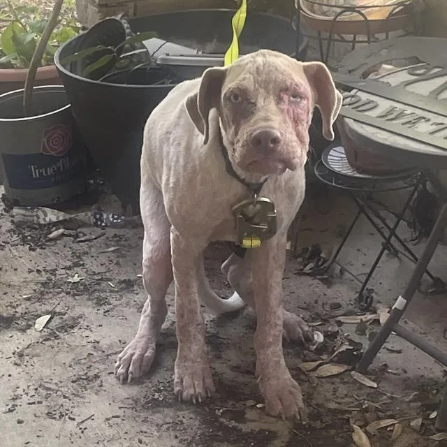 A young large-sized male Catahoula Leopard Dog dog named Sarge for adoption in San Antonio, TX