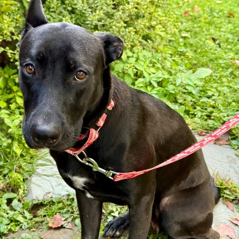 An adult large-sized female German Shepherd Dog dog named Mama for adoption in Bloomfield, CT