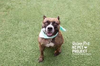 An adult large-sized female Brown / Chocolate Pit Bull Terrier dog named Quinn PhD for adoption in Kansas City, MO