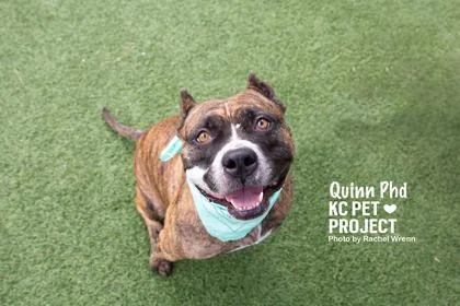 Quinn PhD thumbnail 2