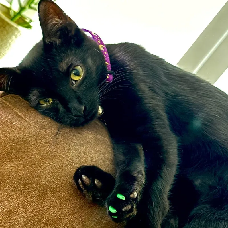 A young small-sized male Black Domestic Short Hair cat named Raven for adoption in Webster, TX