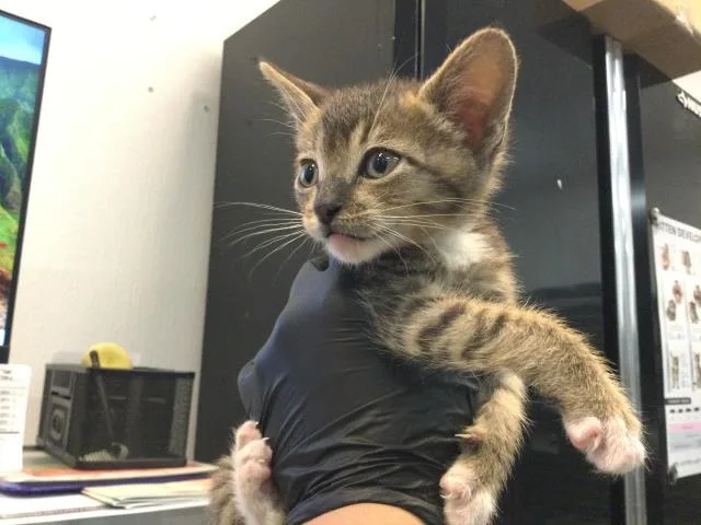 A baby small-sized male Domestic Short Hair cat named Meadow for adoption in Thousand Palms, CA