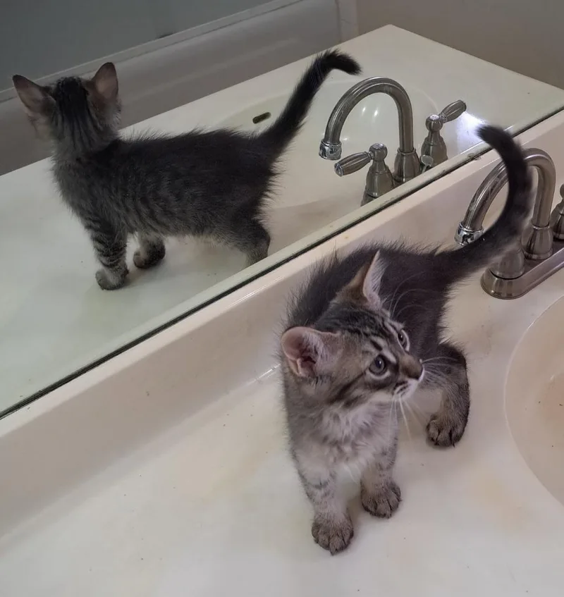 Sonny Bonded To Honey