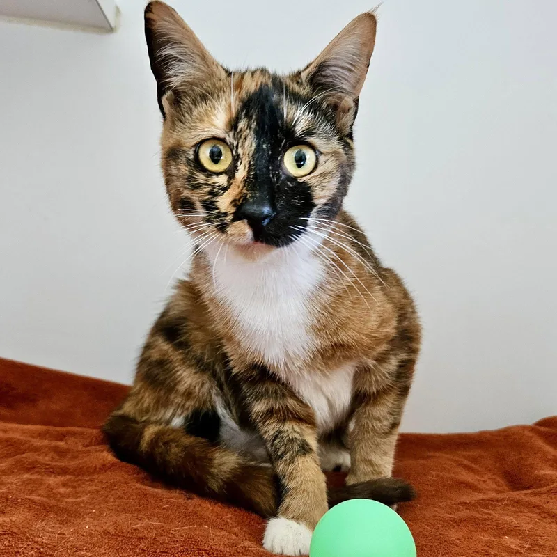 A young medium-sized female Domestic Short Hair cat named Iris for adoption in Oakland, CA