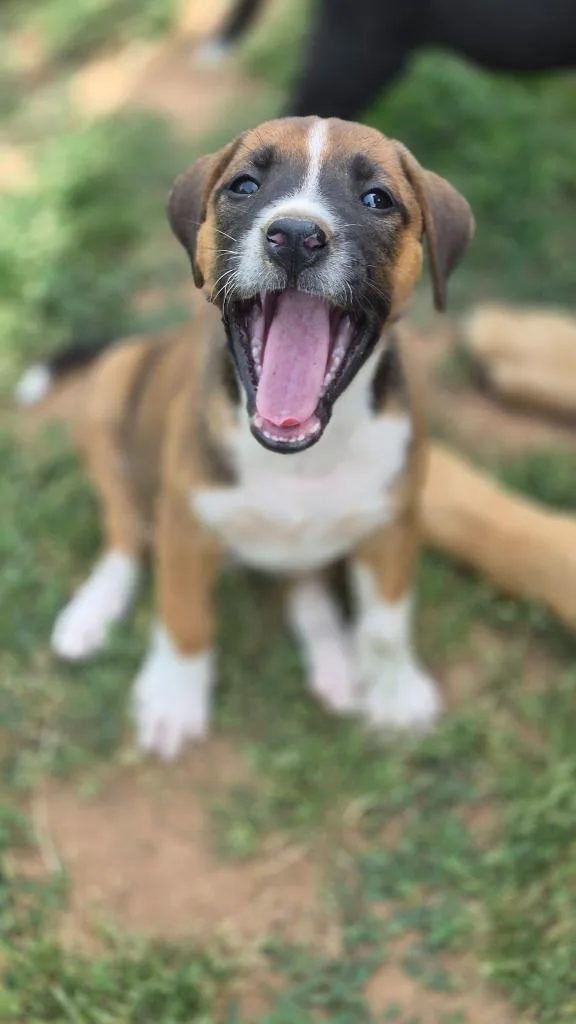 A baby large-sized female Mixed Breed dog named Hilton for adoption in Fond Du Lac, WI