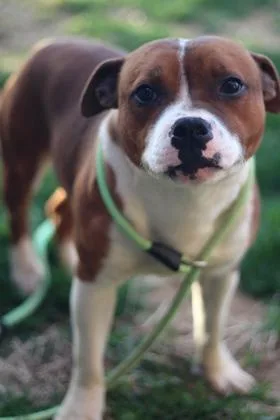 A young small-sized male American Staffordshire Terrier dog named Nacho for adoption in Quakertown, PA