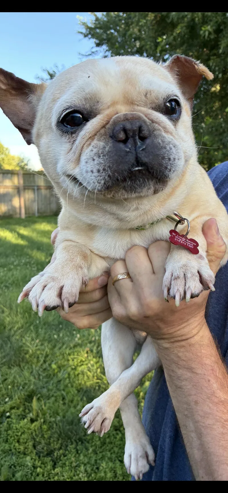 Piggy