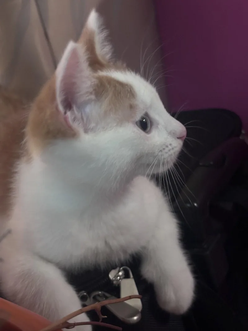 A baby medium-sized male Orange & White Domestic Short Hair cat named Finn for adoption in Forest Hill, MD