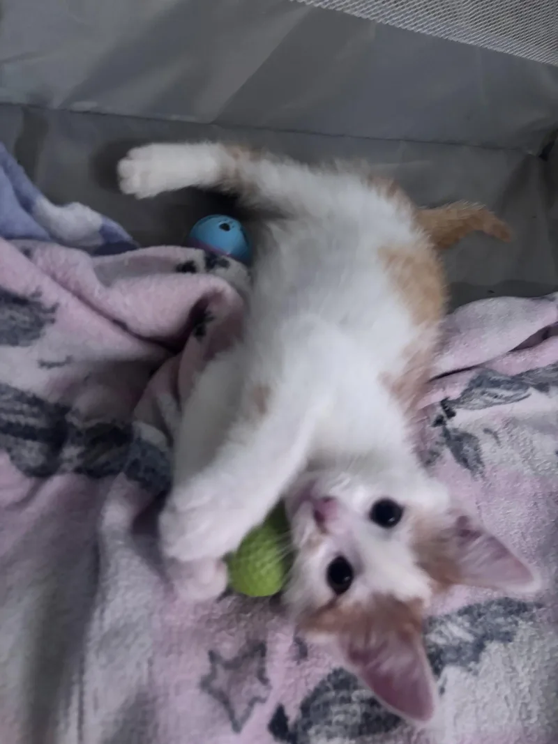 Finn thumbnail 2